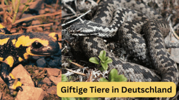 Thumbnail for Premium-Folge 100 – Giftige Tiere in Deutschland