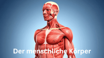 Thumbnail for Folge 240 – Unser Körper