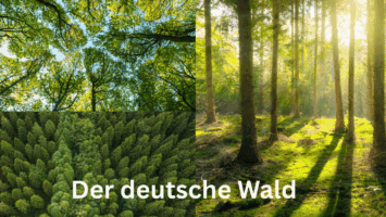 Thumbnail for Premium-Folge 139 – Der deutsche Wald