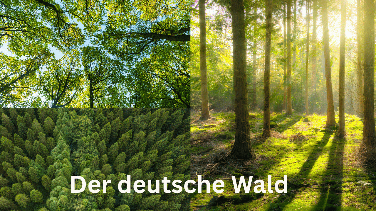 Thumbnail for Premium-Folge 139 – Der deutsche Wald